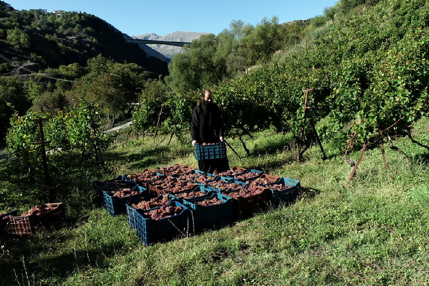 Μοναχός με τελάρα τρυγημένων σταφυλιών στους ορεινούς αμπελώνες του Imperator, με τα βουνά στο βάθος